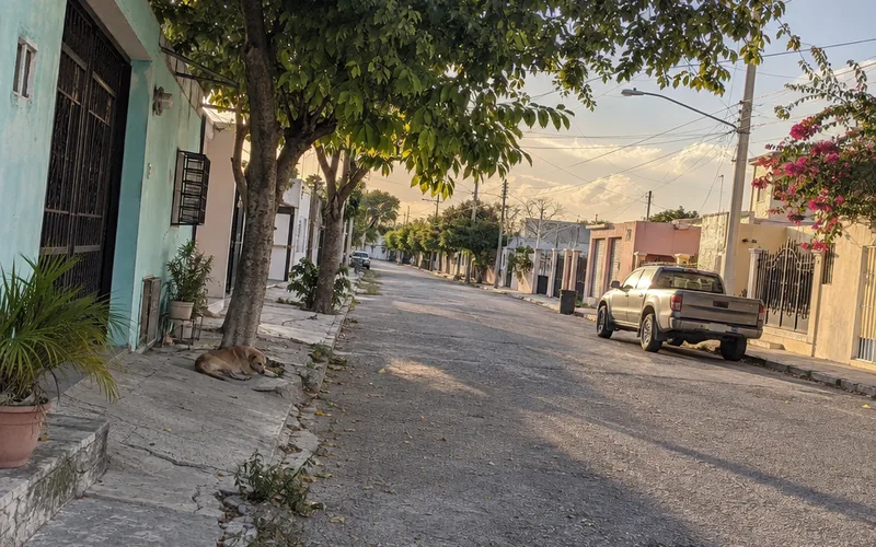 Quiet residential street in a Mérida colonia with simple one-story concrete houses and shade trees